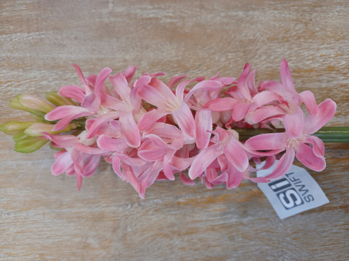 41.5cm Hyacinth Pink