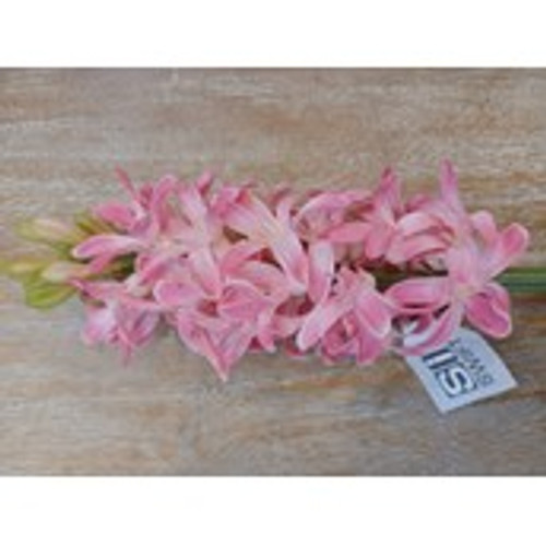 41.5cm Hyacinth Pink