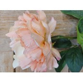 72cm Peony Peach