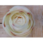 19.5" Ranunculus Cream