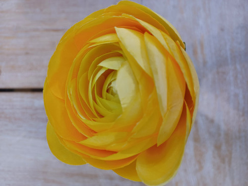 19.5" Ranunculus Yellow