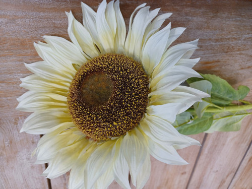 39" Sunflower Cream