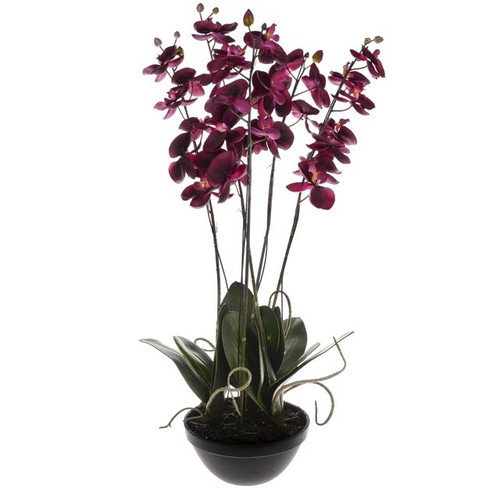 Potted Orchid Phalaenopsis Fushia