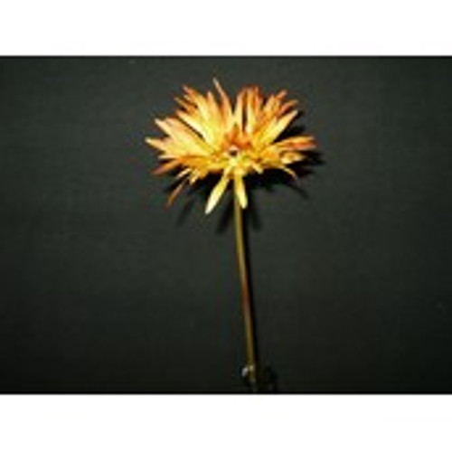 Dk Yellow Gerbera Daisy Spray