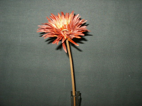 Rusty Gerbera Daisy Spray