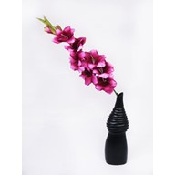 Gladiola Magenta