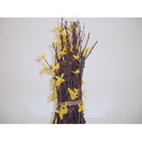 Forsythia Bundle