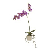 29" Potted Phalaenopsis