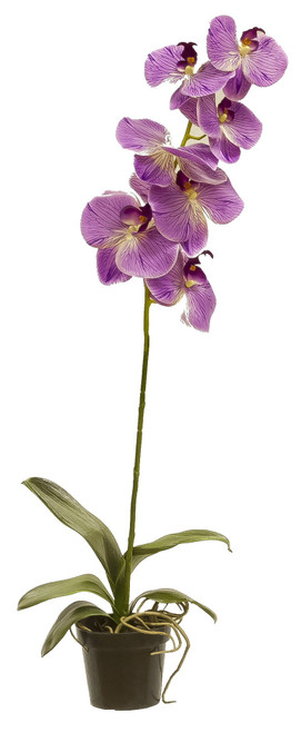 32" Potted Phalaenopsis