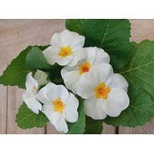 19cm Primula Bush Cream