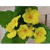 19cm Primula Bush Yellow