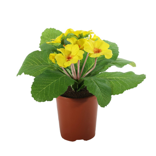 19cm Primula Bush Yellow