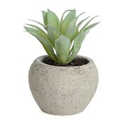 13cm Succulent in Pot