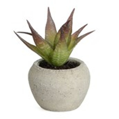 14cm Succulent in Pot