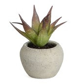 14cm Succulent in Pot
