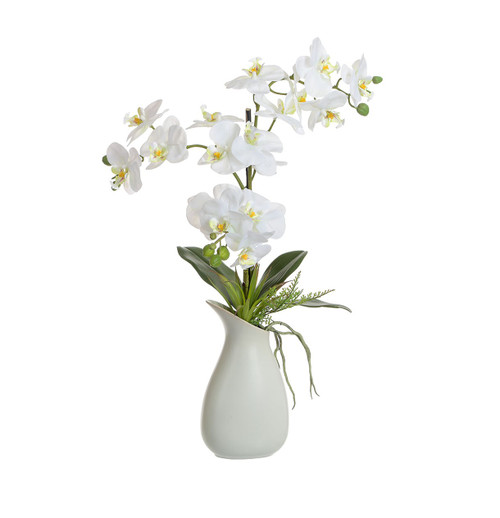 58cm Phaleanopsis in Jug Cream