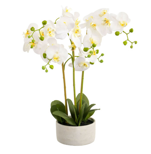 61cm Orchid Cream W/round Pot