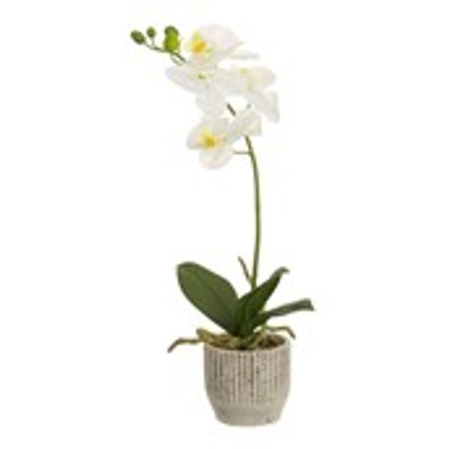 37cm Cream Orchid in Cement Pot