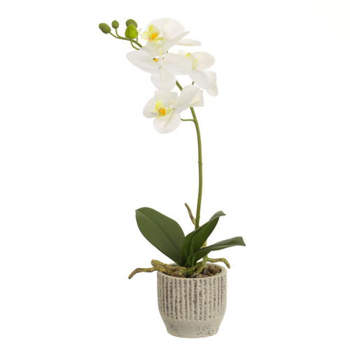 37cm Cream Orchid in Cement Pot