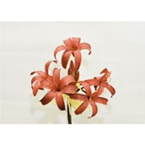 38" Garden Amaryllis Red