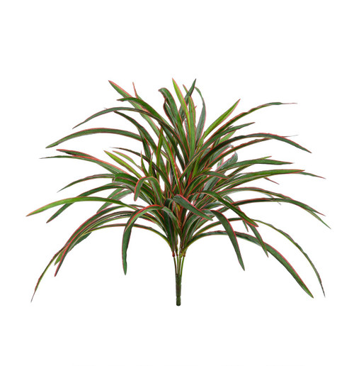 60cm Dracaena x5 Red/Green