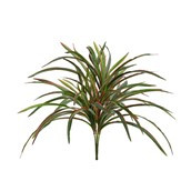 60cm Dracaena x5 Red/Green