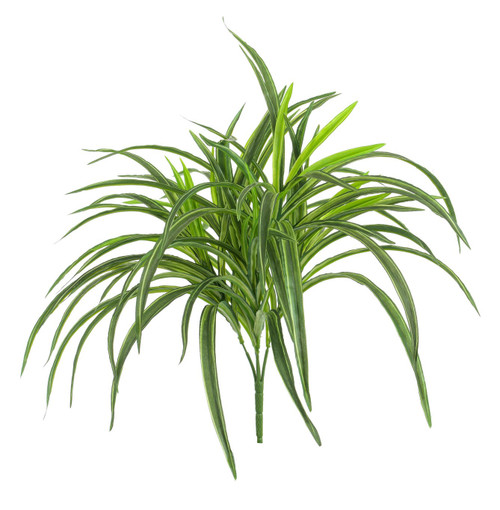 60cm Dracaena x5 Green