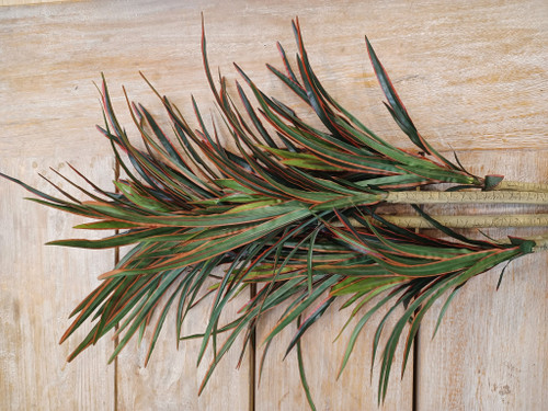 92cm Yucca Tree Red/Green