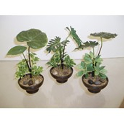 23cm Assorted Plants in Pots