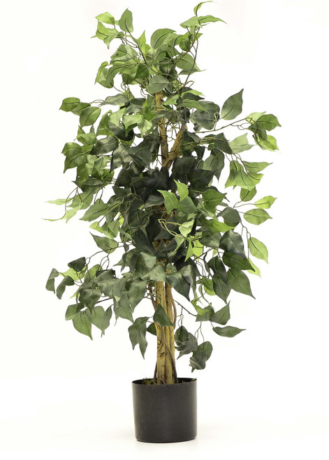 Ficus New 3' Green