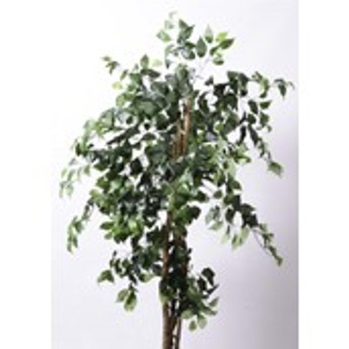 Ficus New 5' Green
