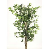 Ficus New 6' Green