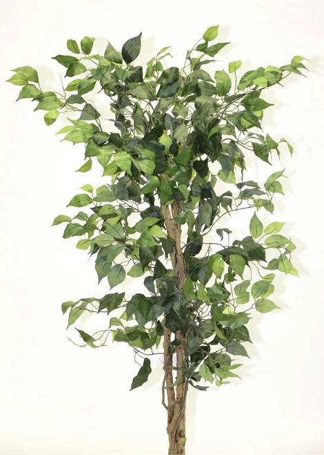 Ficus New 6' Green