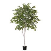 Birch w White Trunk 5'