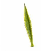 60cm Agave Leaf Variegated