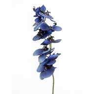 Blue Mood Dark Orchid 91Cm