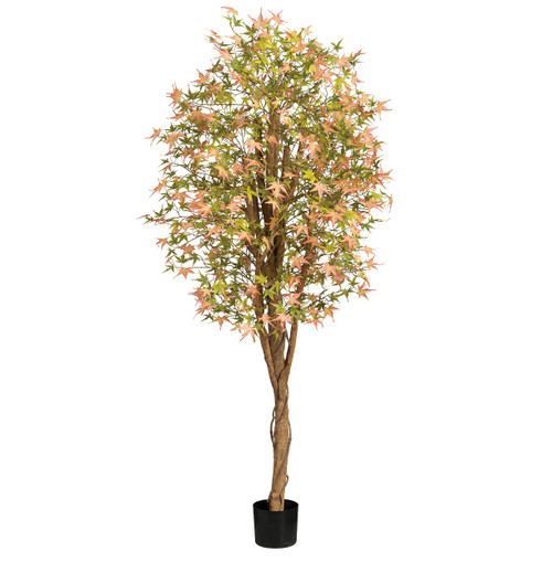 6ft California Maple Tree