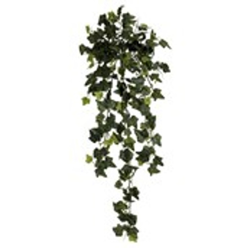 4ft English Ivy Bush 180Lvs UV