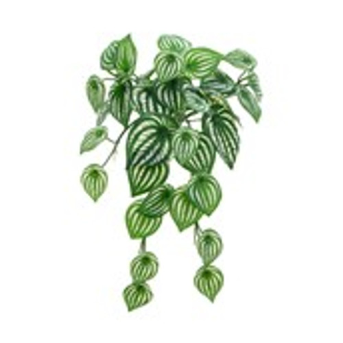 40cm Peperomia Bush x7