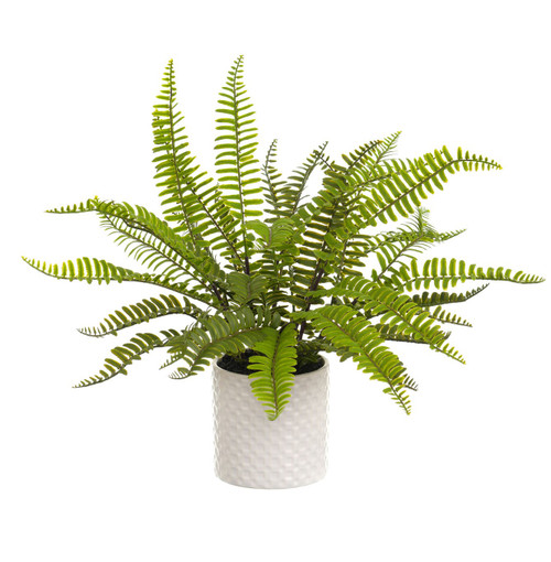 14.5" Mixed  Fern in White Pot