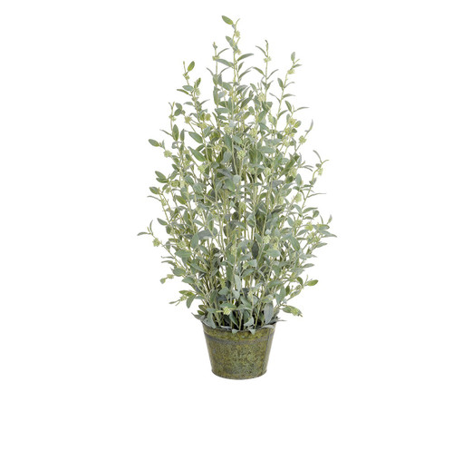 115cm Hollyleaf in Metal Pot