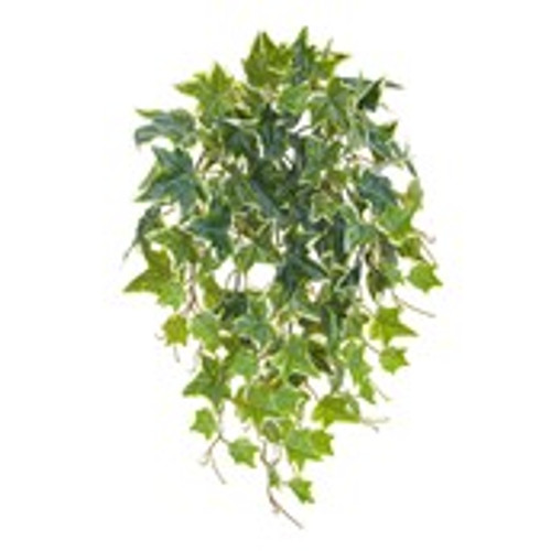 Ivy Bush UV x 10 with 115 leaves