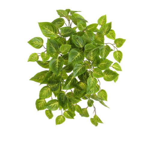 54cm Coleus Bush Green UV