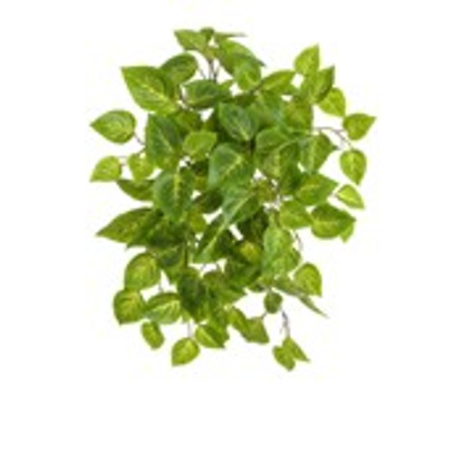 54cm Coleus Bush Green UV