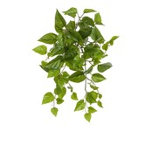 48cm Pothos Bush Green UV