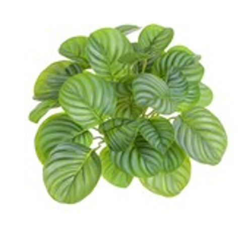 28cm Calathea Bush x9 UV