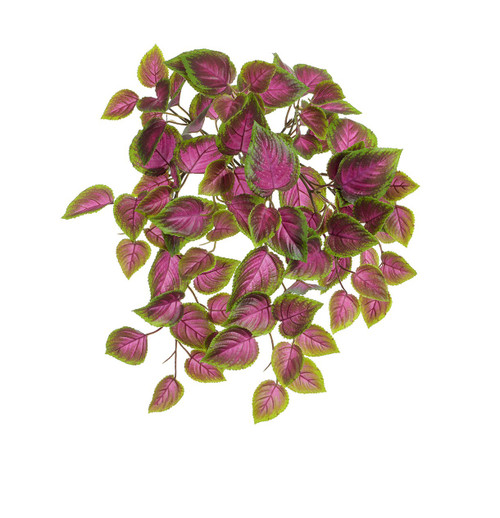 54cm Coleus Bush Pink/Green UV