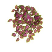 54cm Coleus Bush Pink/Green UV