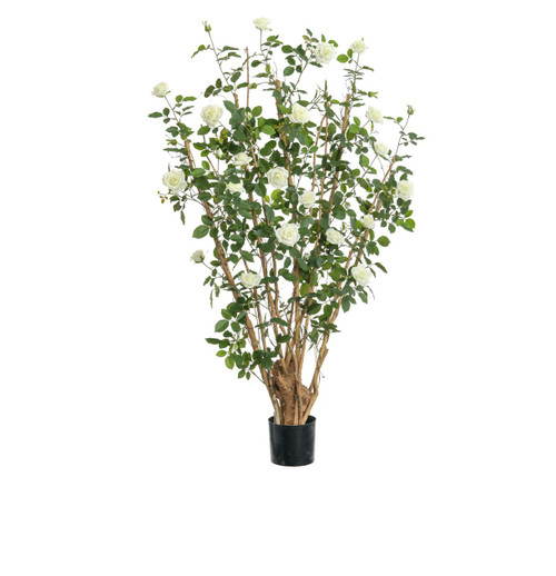 5'Royal Rose Tree Cream