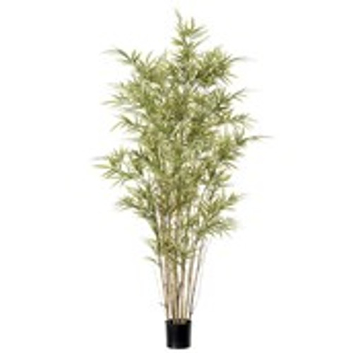 4' Royal Bamboo Tree